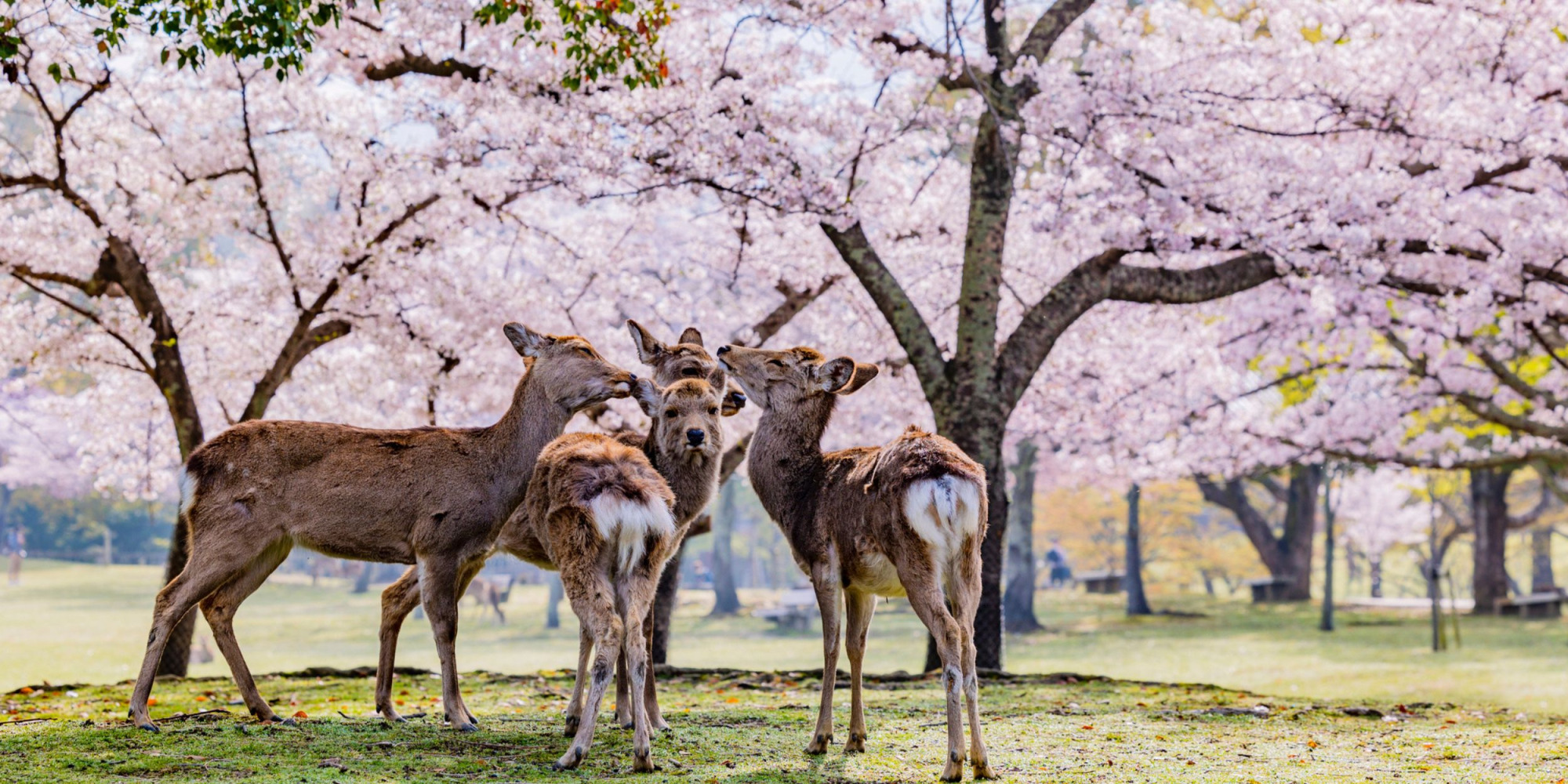 奈良公園の鹿